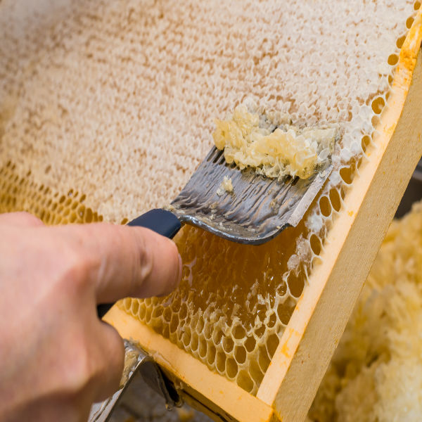 Bienen mieten - Zuschauen und Dabeisein